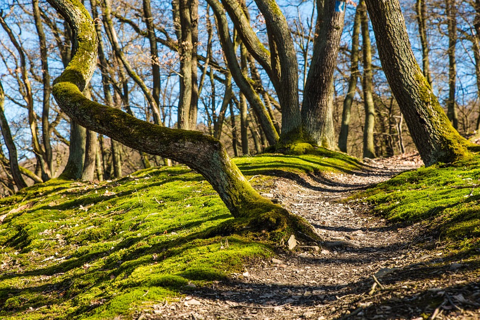 The Many Paths of Yoga